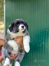 Cuccioli border collie black end white