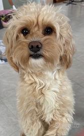 Maltipoo