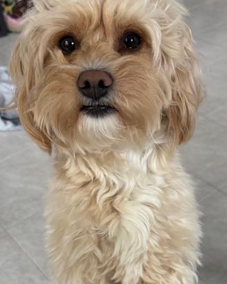 Maltipoo