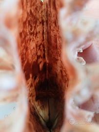 conchiglia bivalva gigante Mediterraneo 