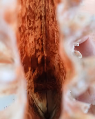 conchiglia bivalva gigante Mediterraneo 