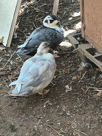 Mini ducks call ff