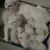 Cuccioli di red point siamese