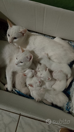 Cuccioli di red point siamese