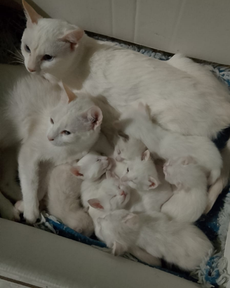 Cuccioli di red point siamese