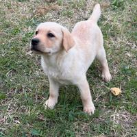 Cucciola Labrador