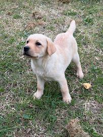 Cucciola Labrador