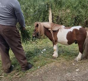 Pony