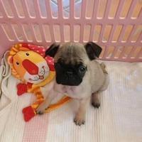 Cucciola femmina di carlino