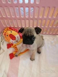 Cucciola femmina di carlino