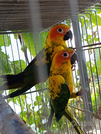 Coppia Conuri del sole