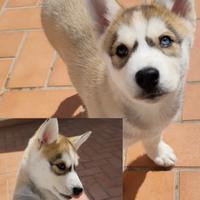 Cucciole di Husky