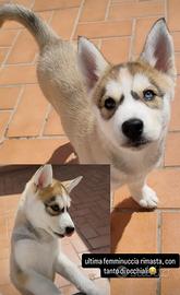 Cucciole di Husky