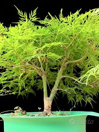 Bonsai acero palmato