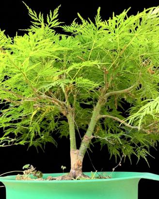 Bonsai acero palmato