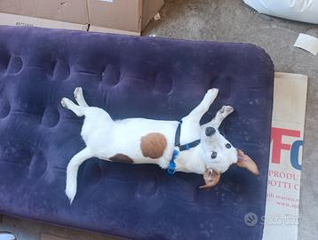 Jack Russell femmina