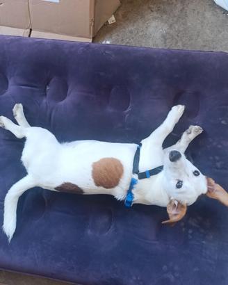 Jack Russell femmina