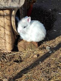 Coniglietti testa di leone