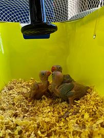 Parrocchetti dal collare