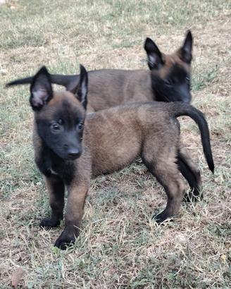 Pastore belga malinois pedigree ENCI