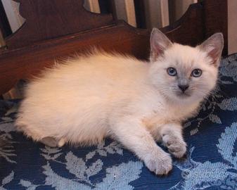 MICETTA Blue Point SIAMESE + SACRO DI BIRMANIA