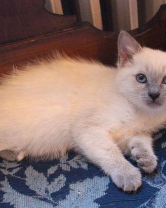 MICETTA Blue Point SIAMESE + SACRO DI BIRMANIA