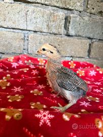 Pulcini razze Marans,Australorp,olivegger,Araucana