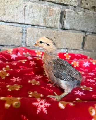 Pulcini razze Marans,Australorp,olivegger,Araucana