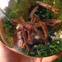 sfera diorama vera tarantola 