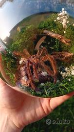 sfera diorama vera tarantola 