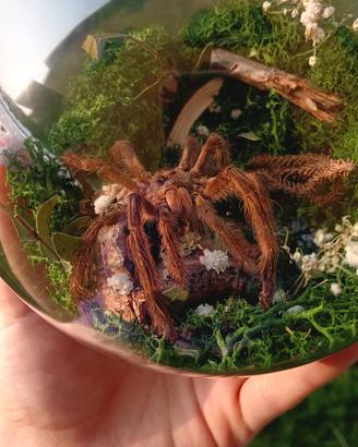 sfera diorama vera tarantola 