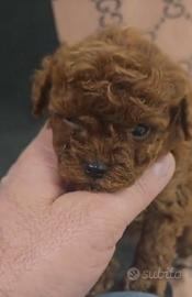 Barboncini toy e mini toy