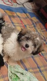 Cucciola di Shih Tzu