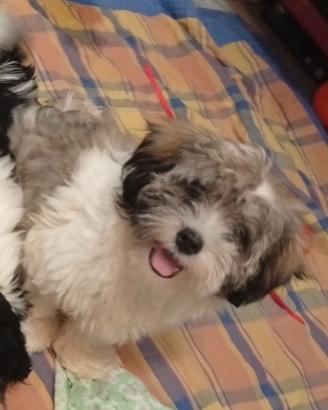 Cucciola di Shih Tzu