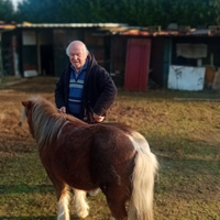 Cavallina pony brava