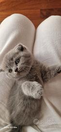 Scottish fold