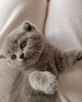 Scottish fold