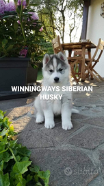 Siberian husky