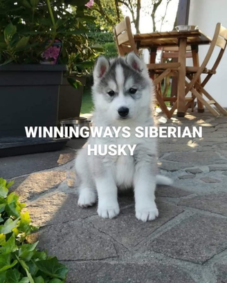 Siberian husky