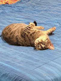 Lillo gattino 5 mesi