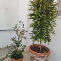 alberi