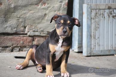 Cucciola Pit Bull Black Tricolor