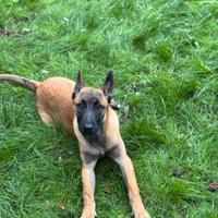 Pastore belga Malinois