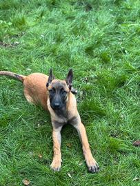 Pastore belga Malinois