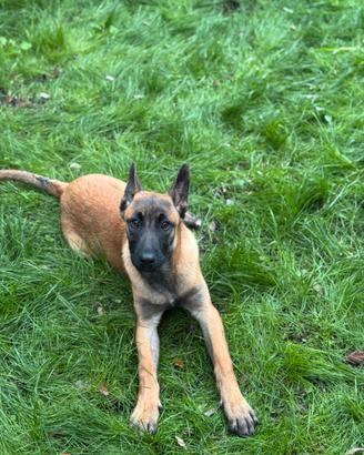 Pastore belga Malinois