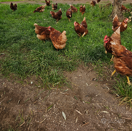 Galline ovaiole rosse