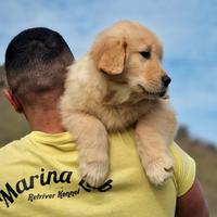 Cucciola di golden retriever americano
