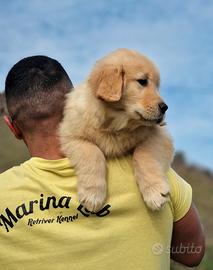 Cucciola di golden retriever americano