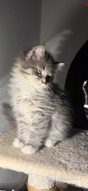 Maine coon blu
