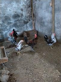 Cornuta Caltanissetta
